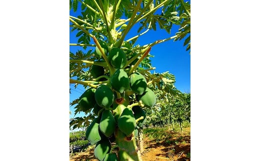 蜀キ蜃堺ソ晏ュ1蟷エ蜿ッ閭ス!! 螳ョ蜿、蟲カ逕」 髱偵ヱ繝代う繝、 縺励j縺励jシ医せ繝ゥ繧、繧ケシ5kg