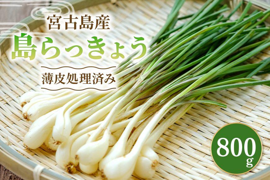 宮古島産　島らっきょう800g（薄皮処理済み）　パニパニファーム（PN05）