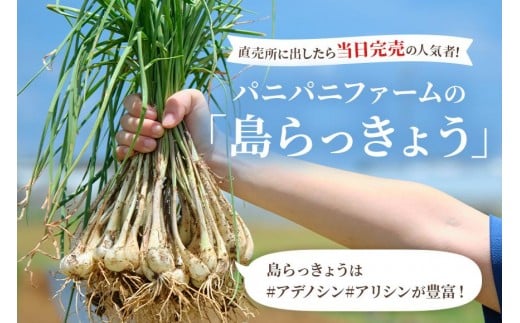 宮古島産　島らっきょう800g（薄皮処理済み）　パニパニファーム（PN05）