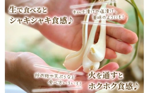 宮古島産　島らっきょう800g（薄皮処理済み）　パニパニファーム（PN05）