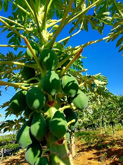 冷凍保存1年可能!! 宮古島産 青パパイヤ しりしり（スライス）5kg