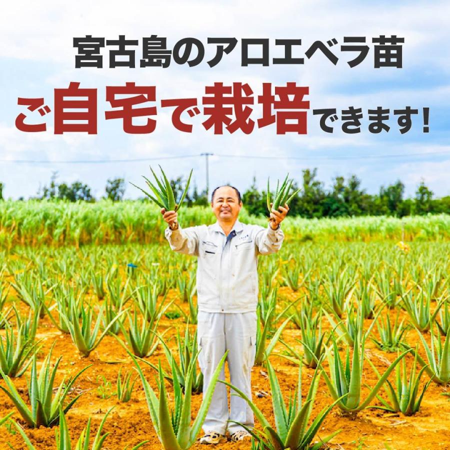 アロエベラ 苗 10株 沖縄・宮古島産｜有機JAS 観葉植物