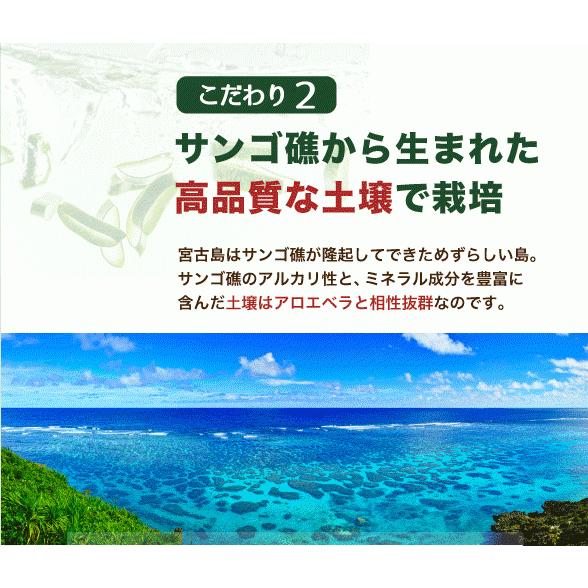 アロエベラ 苗 2株 沖縄・宮古島産｜有機JAS 観葉植物