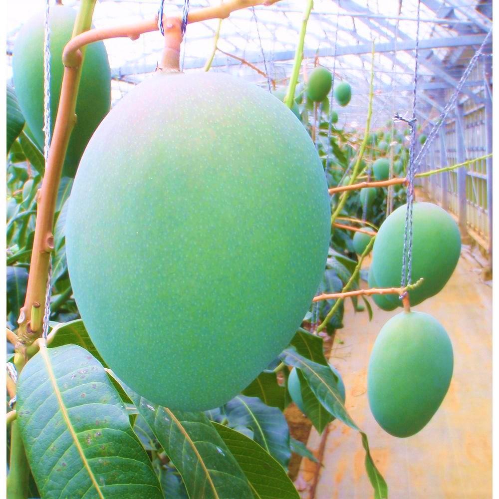 【2024年発送】『天使のマンゴー』宮古島産キーツマンゴー 約1.4kg （2玉）【ご贈答用】「LA MANGUE BLEUE」農家直送