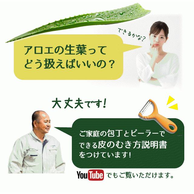 アロエベラ 食用 大きな生葉（2枚～3枚） 沖縄・宮古島産｜有機JAS