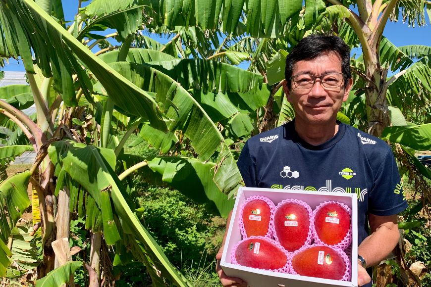 《先行予約 2026年発送》『天使のマンゴー』宮古島産アーウィンマンゴー 約800g （2玉）【ご贈答用】「LA MANGUE BLEUE」農家直送（GZ002）