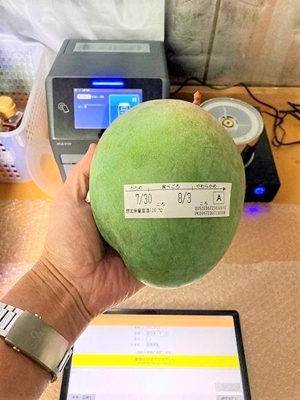 【2024年発送】『天使のマンゴー』宮古島産キーツマンゴー 約1.4kg （2玉）【ご贈答用】「LA MANGUE BLEUE」農家直送