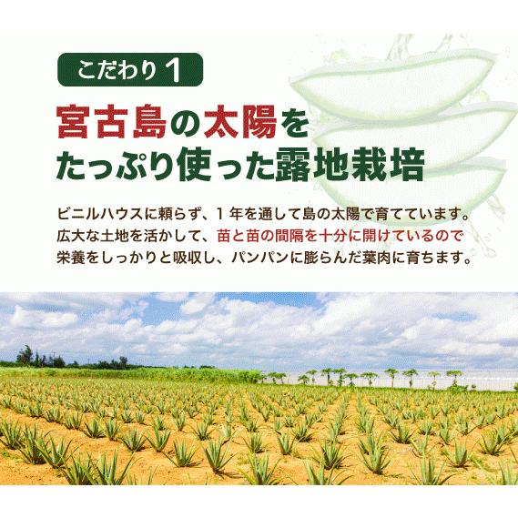 アロエベラ 苗 2株 沖縄・宮古島産｜有機JAS 観葉植物