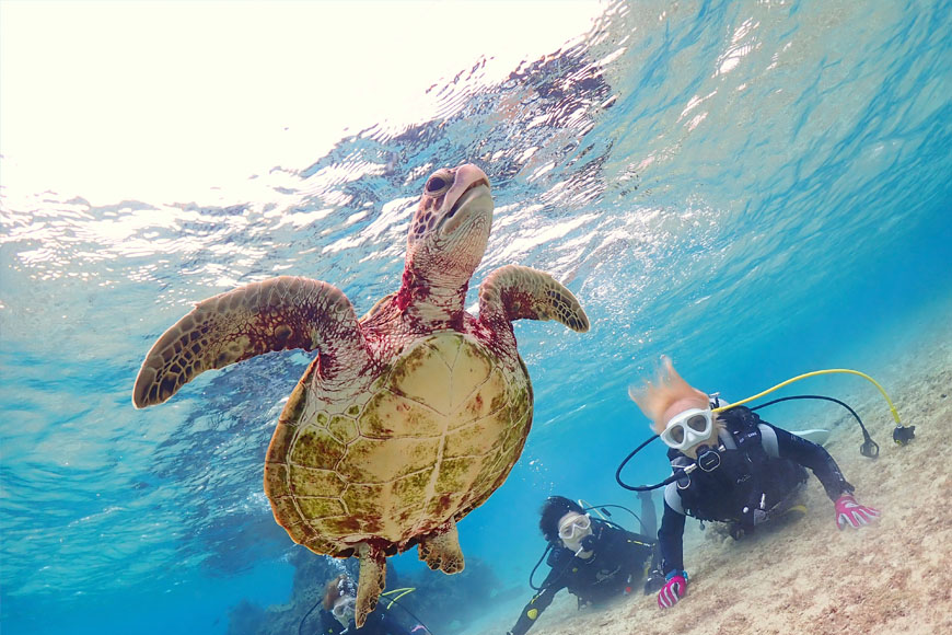 JK003　サンゴと熱帯魚の楽園「宮古島」で、ビーチ体験ダイビングコース（1ビーチダイブ）