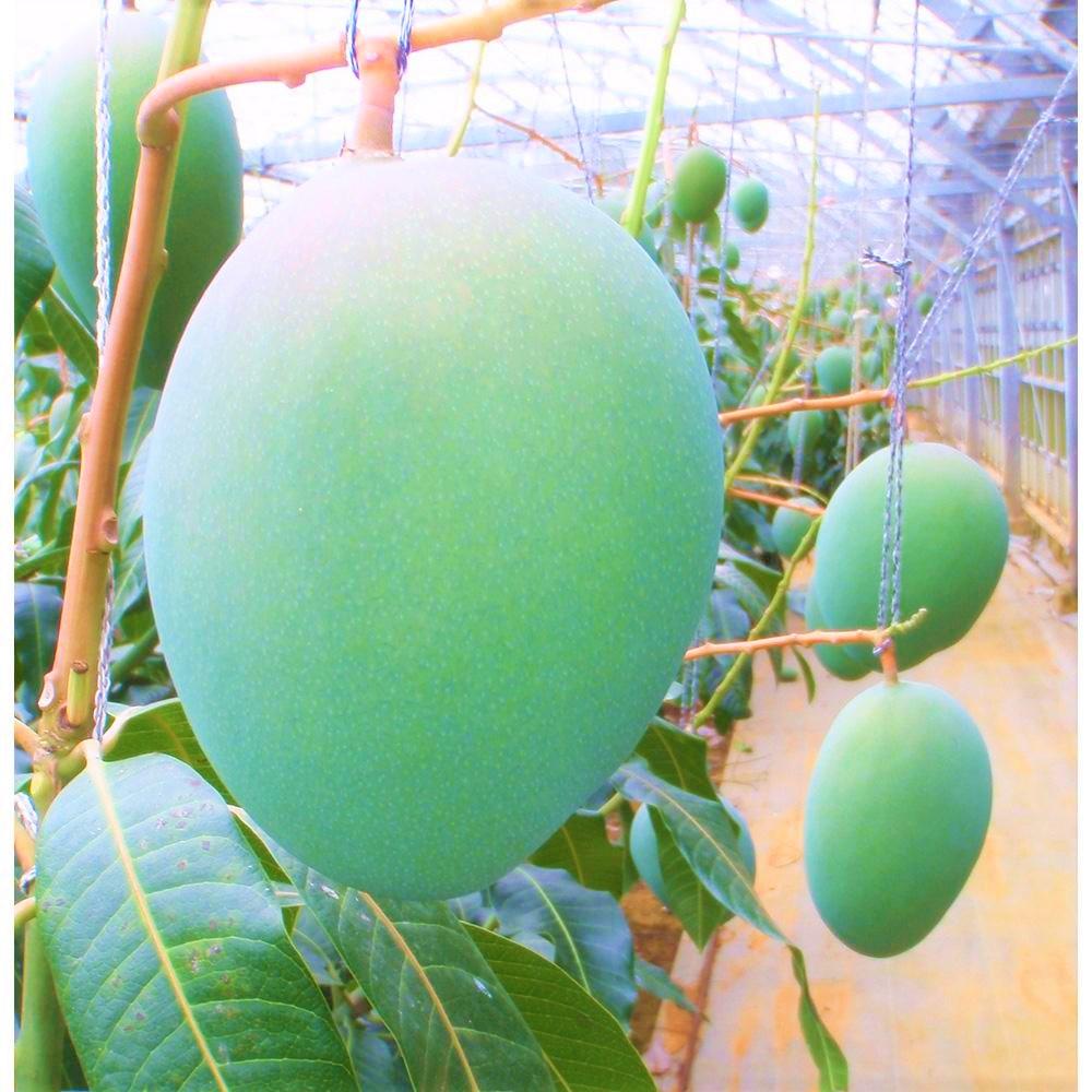 【2024年発送】『天使のマンゴー』宮古島産キーツマンゴー 約800g（1玉）ご贈答用「LA MANGUE BLEUE」農家直送