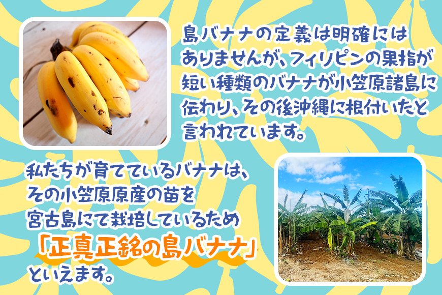 JH009　宮古島産バナナ（1㎏×定期便3回）【（株）フラモン】