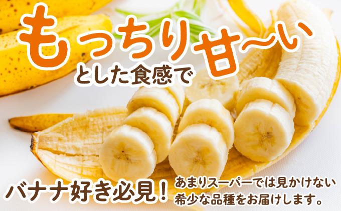 高原の駅なんじょうバナナ3～4房（12品種から旬のものを詰合せ）