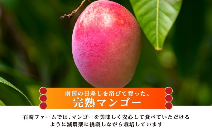 マンゴー1kg　贈答用