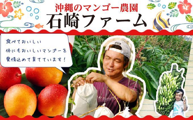 マンゴー1kg　贈答用