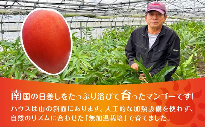 (2026年発送・先行予約)【マンゴーfarm新】 沖縄県南城市産マンゴー化粧箱1kg   I  マンゴー まんごー トロピカルフルーツ フルーツ ギフト 1000g 1kg  沖縄県 南城市