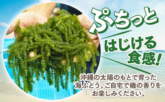 沖縄県産　海ぶどう　100g（ご自宅用）|海ぶどう 新鮮  お取り寄せ グリーンキャビア 沖縄県 南城市 有限会社板馬養殖センター