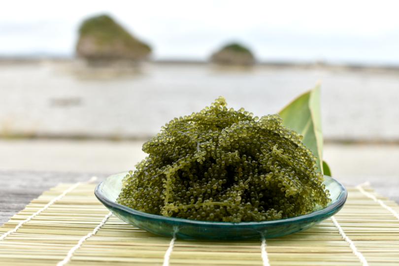 沖縄県産　海ぶどう　100g× 2 パック（ご自宅用）|海ぶどう 新鮮 お取り寄せ グリーンキャビア 沖縄県 南城市 有限会社板馬養殖センター