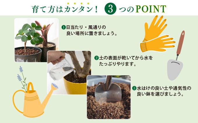 アガベ・アテナータ   I  アガベアテナータ アガベ あがべ 多肉植物 観葉植物 室内植物 植物  沖縄県 南城市