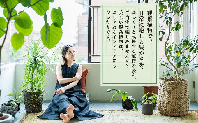 アガベ・アテナータ   I  アガベアテナータ アガベ あがべ 多肉植物 観葉植物 室内植物 植物  沖縄県 南城市