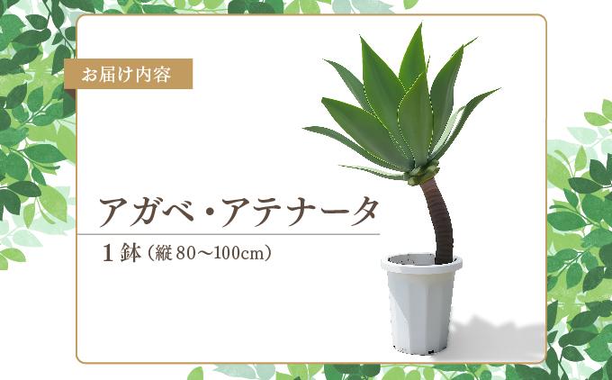 アガベ・アテナータ   I  アガベアテナータ アガベ あがべ 多肉植物 観葉植物 室内植物 植物  沖縄県 南城市