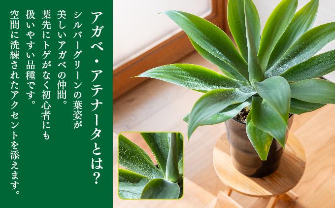 アガベ・アテナータ   I  アガベアテナータ アガベ あがべ 多肉植物 観葉植物 室内植物 植物  沖縄県 南城市