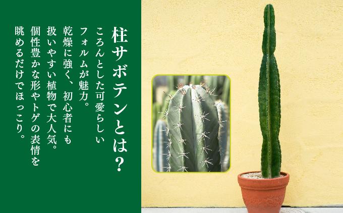 柱サボテン   I  柱サボテン サボテン さぼてん 観葉植物 多肉植物 室内植物 植物  沖縄県 南城市
