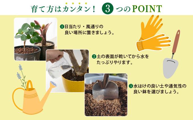 柱サボテン   I  柱サボテン サボテン さぼてん 観葉植物 多肉植物 室内植物 植物  沖縄県 南城市