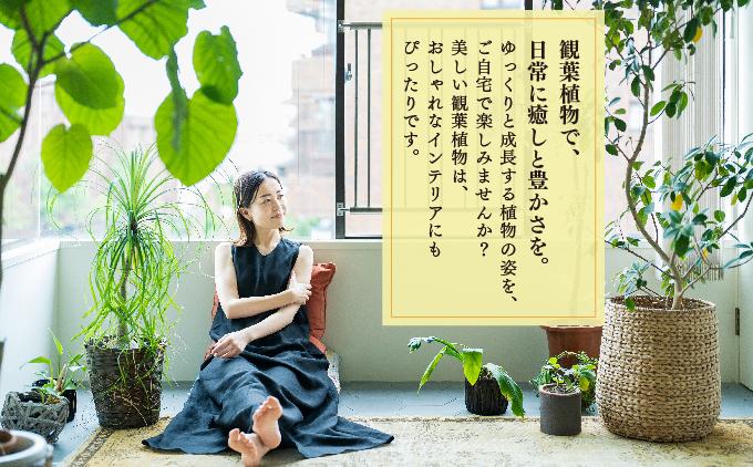 柱サボテン   I  柱サボテン サボテン さぼてん 観葉植物 多肉植物 室内植物 植物  沖縄県 南城市