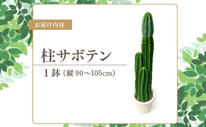 柱サボテン   I  柱サボテン サボテン さぼてん 観葉植物 多肉植物 室内植物 植物  沖縄県 南城市