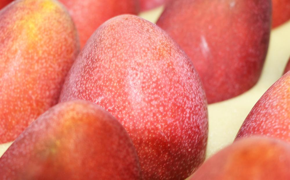 ã2026幎çºéã»å
è¡äºçŽãåååžèгå
åäŒãå³éžïŒãã¬ãã¢ã ã¢ããã«ãã³ãŽãŒçŽ1.5kg