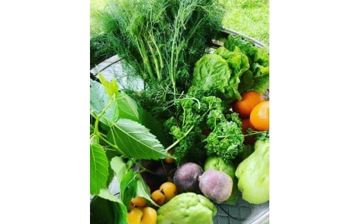 【ファスティング用酵素シロップ】choukrane Fasting KOSO 750ml   I  ファスティング 酵素 シロップ 750ml  発酵 ドリンク  沖縄県 南城市