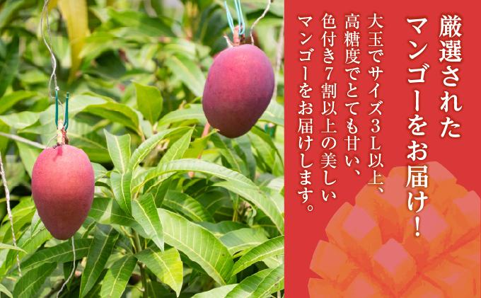 (先行受付)【2026年発送】アップルマンゴー 南城市 約2kg (4～5玉)   I  アップルマンゴー あっぷるまんごー マンゴー まんごー トロピカルフルーツ フルーツ 完熟 ギフト  2kg   沖縄県 南城市 ふるさと納税 しろまファーム