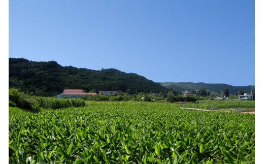 沖縄県産4種のウコンと5種の美健素材（SAKEKING10個セット）