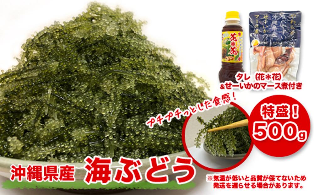 南城市産海ぶどう500g I  海ぶどう 沖縄海ぶどう 海藻 ぷちぷち食感  沖縄県 南城市 ふるさと納税 一般社団法人 南城市観光協会 南城市地域物産館