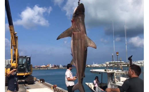 【cafooca /カフーカ】キーケース/BLACK   I  キーケース レザー  革小物  ギフト  沖縄県 南城市