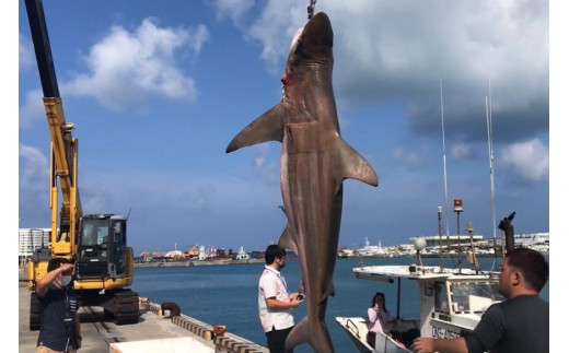 縲芯afooca /繧ォ繝輔シ繧ォ縲台コ後▽謚倥j雋。蟶/BLACK