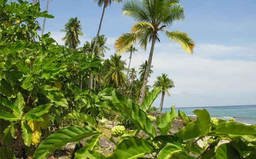 ノニが初めての方におすすめ！野生種のノニだけを厳選！３ヶ月間以上発酵ノニ　ミラクルノニ【粒：つぶ】   I  ノニ 粒 サプリ 発酵 野生種 健康食品 国産  沖縄県 南城市