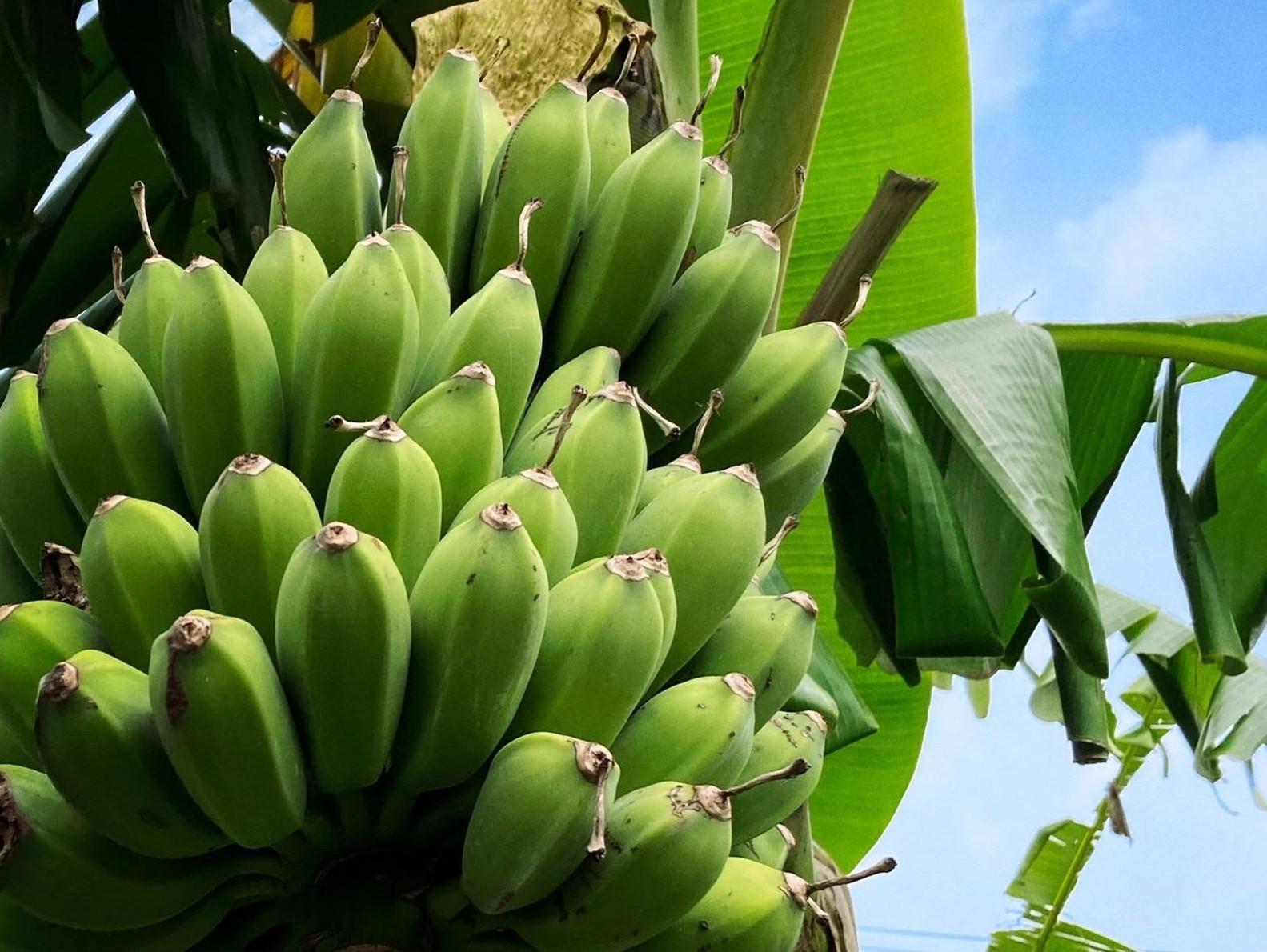 バナナ 南城市 ナムワバナナ（2kg）