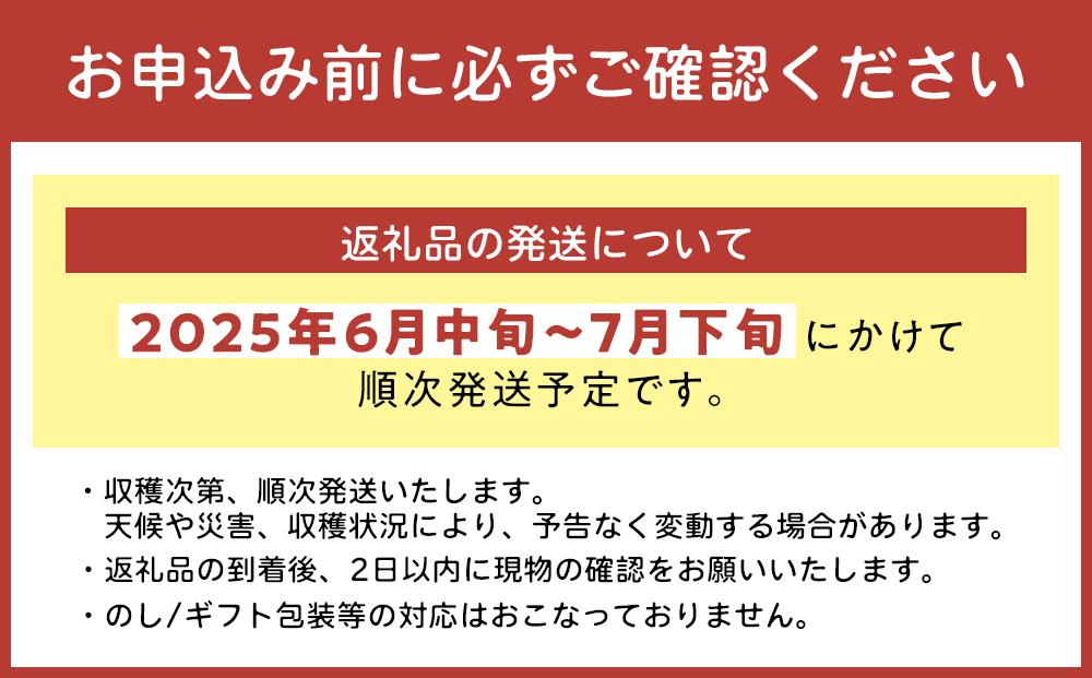 ★【2025年発送】＜訳あり・ご家庭用＞完熟アップルマンゴー約800g（白箱）2玉～3玉