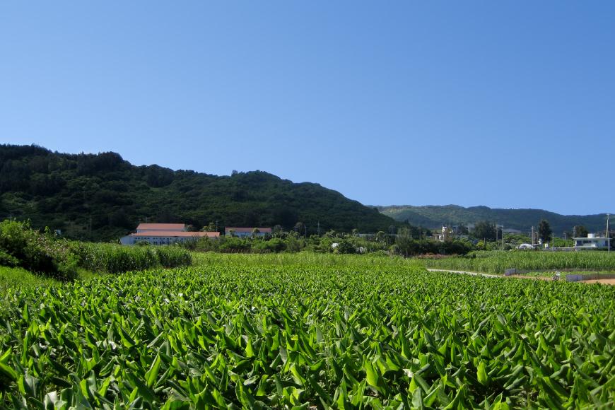 沖縄県産4種のウコンと5種の美健素材（SAKEKING10個セット）