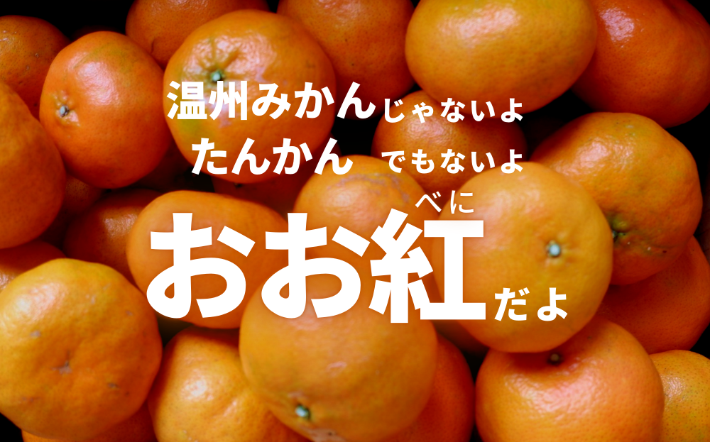 【先行予約/12月-1月発送】やんばる国頭村産　島みかん「おお紅」3kg	