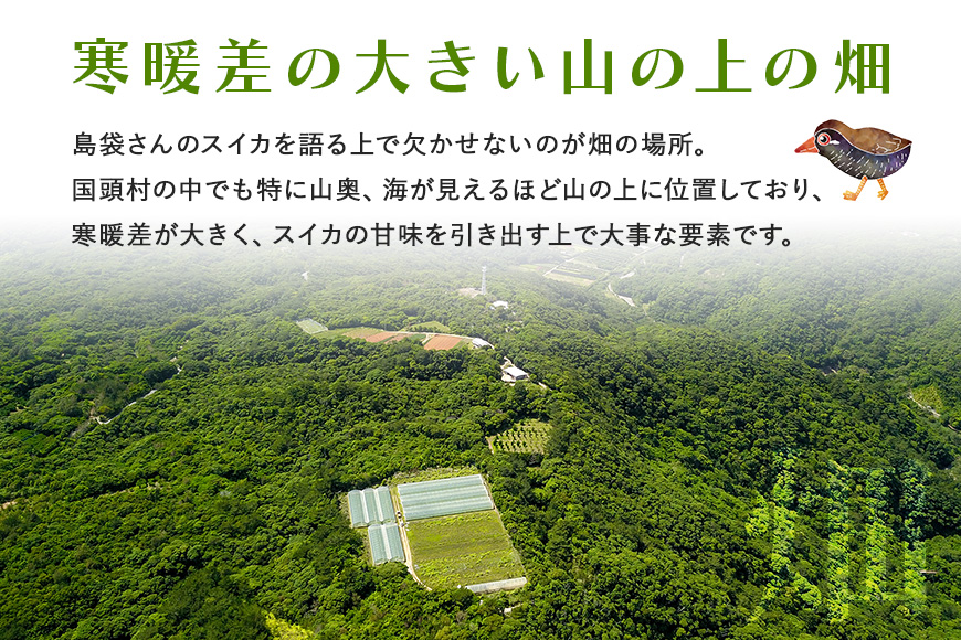 【2025年発送 先行予約】島袋さんの初夏スイカ《5～7Kg×2玉》	