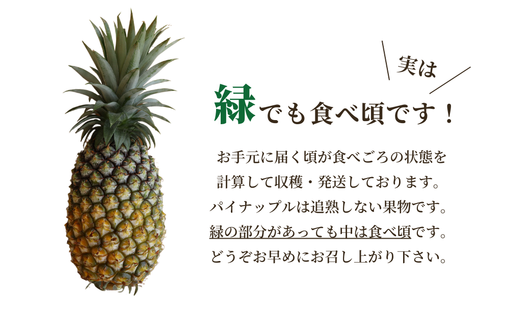 先行予約【2025年5月発送】沖縄県産パインの王様　ゴールドバレル（1.7kg程度）1玉