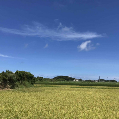 【令和7年産新米】沖縄の農家直送 ひとめぼれ 玄米(栽培期間中農薬不使用)2kg【1636996】