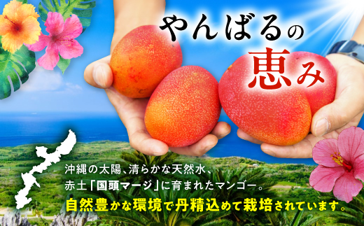 【2026年7月から順次発送・優品】燦々マンゴー2.0kg(4〜6玉)【配送不可地域：離島】【1619777】