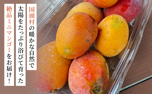 【2026年6月から順次発送】数量限定の訳ありミニマンゴー1kg【配送不可地域：離島】【1634008】