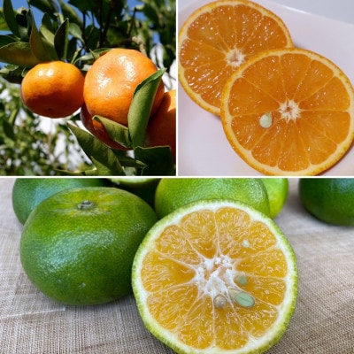 【発送月固定定期便】南国プレミアムフルーツ定期便(マンゴー&パイナップル2種&柑橘3種)全6回【配送不可地域：離島】【4081234】