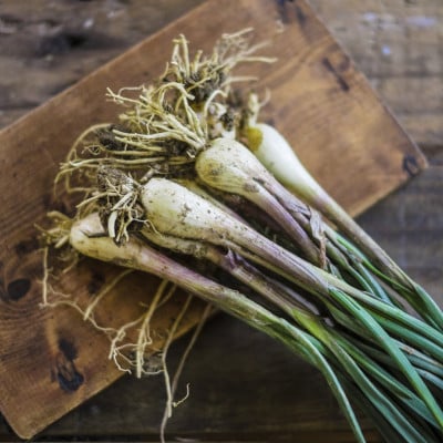 【2026年5月上旬から順次発送】農家直送!国頭村・島袋さんの採れたて島らっきょう 1kg【1672232】