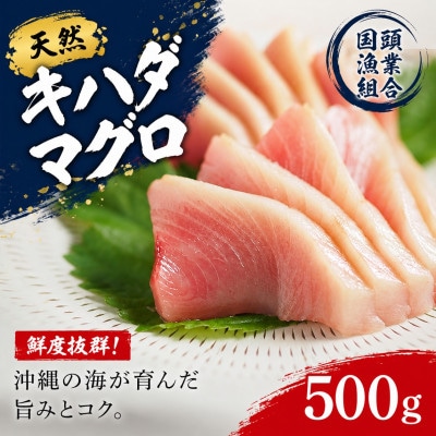 【国頭漁業協同組合直送】天然キハダマグロ 500g【配送不可地域：離島】【1579280】