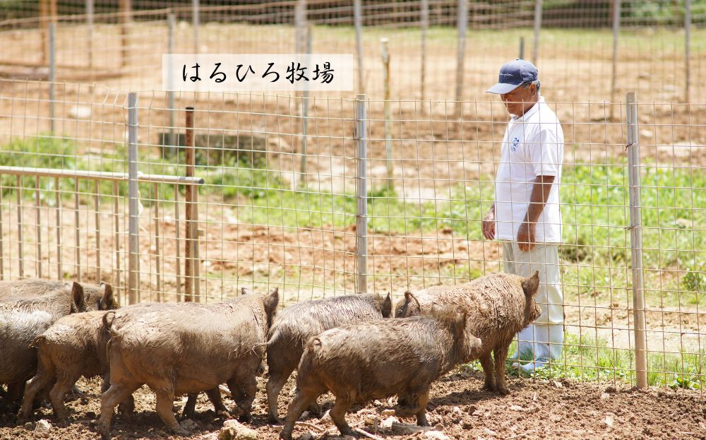 【定期便 全4回】生産農家を応援！国頭村のお肉づくし フルコース便